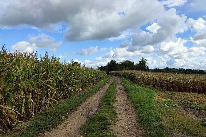 Hiking Adventure in Van Gogh's Footsteps with 6 miles walk - Auvers-sur-Oise, Van Gogh’s final setting