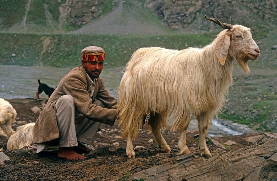 Hiking Day Tour to Triund from Dharamshala - Who should book this experience