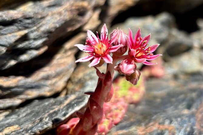 Hiking experience in the High Sierra Nevada National Park - Is $71.35 good value?