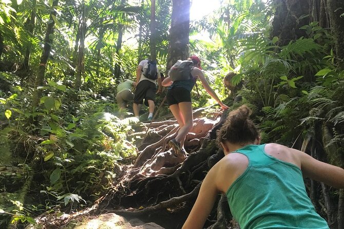 Hiking Mount Liamuiga Volcano in St Kitts - The upper forest and volcanic crater