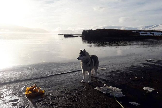 Hiking with Husky in Akureyri (private) - Choosing a dog and setting off on the trail