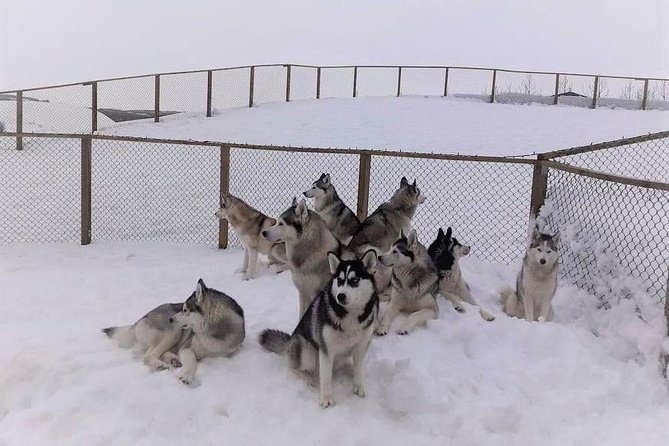 Hiking with Husky in Akureyri (private) - Families, children, and animal lovers