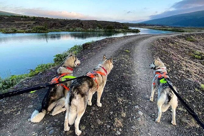 Hiking with Husky in Akureyri (private) - Meeting a pack of huskies at the family home
