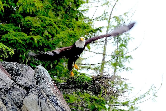 Ketchikan Electric Bike and Rain Forest Hike Ecotour - Port pickup at Berth 3 and Ward Cove