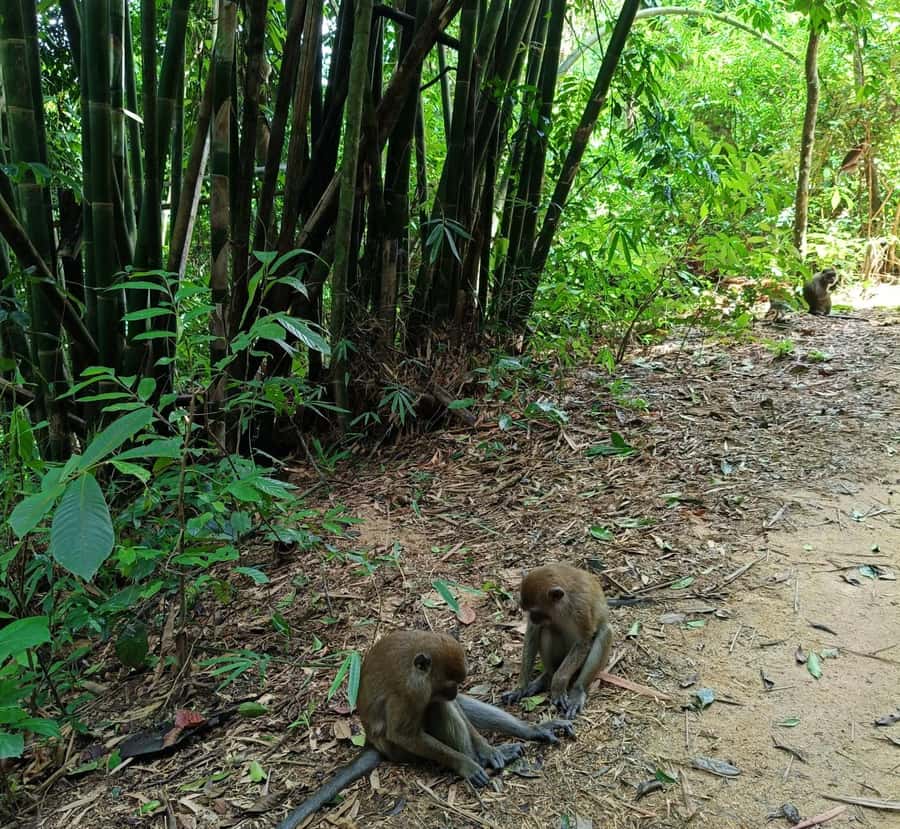 Khao Sok: Private Day Trekking, Jungle Dinner & Night Safari - The night safari and the search for eye shine