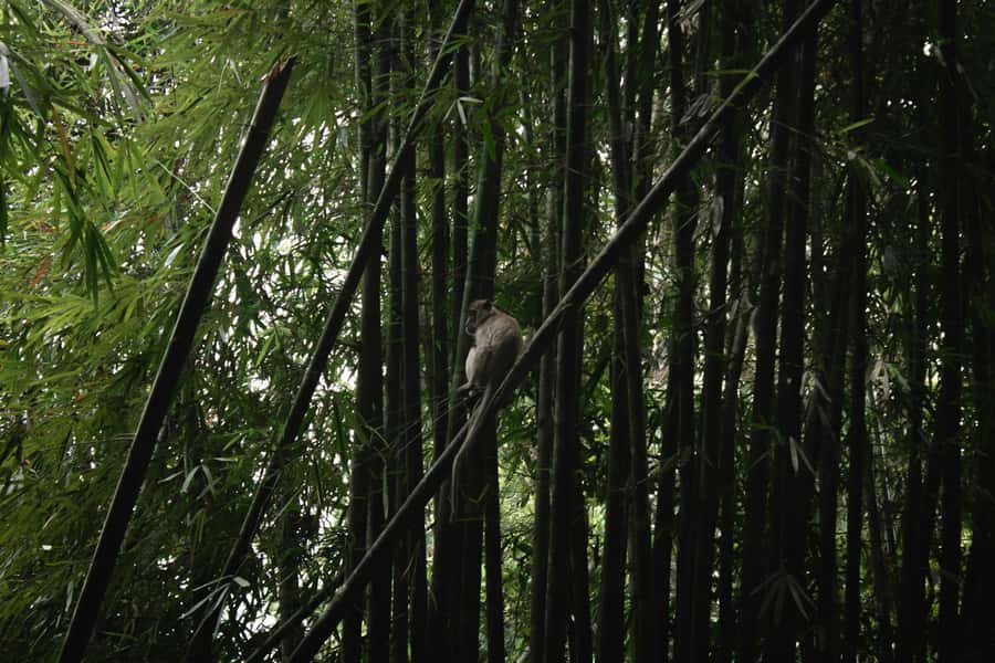 Khao Sok: Private Day Trekking, Jungle Dinner & Night Safari - What the guides add