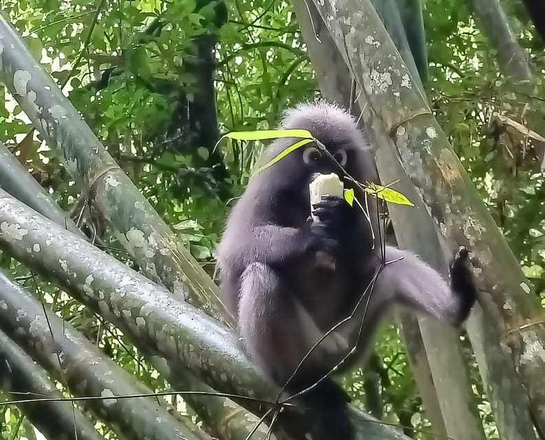 Khao Sok: Private Day Trekking, Jungle Dinner & Night Safari - Price, group size, and overall value