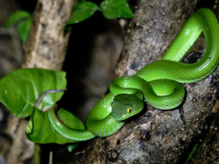 Khao Sok: Private Day Trekking, Jungle Dinner & Night Safari - Pickup in Khlong Sok and the 1:30 PM start