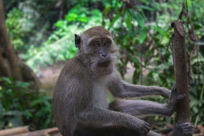 Khao Sok: Private Waterfalls and Wildlife Half-Day Trek - Key points to know before booking