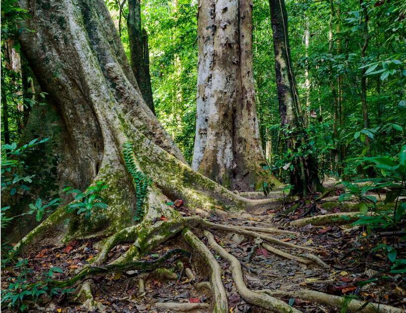 Khao Sok: Private Waterfalls and Wildlife Half-Day Trek - Private or small group: which makes sense?