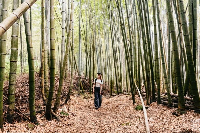 Kyoto: 3-Hour Fushimi Inari Shrine Hidden Hiking Tour - The bamboo grove and the climb to Mount Inari