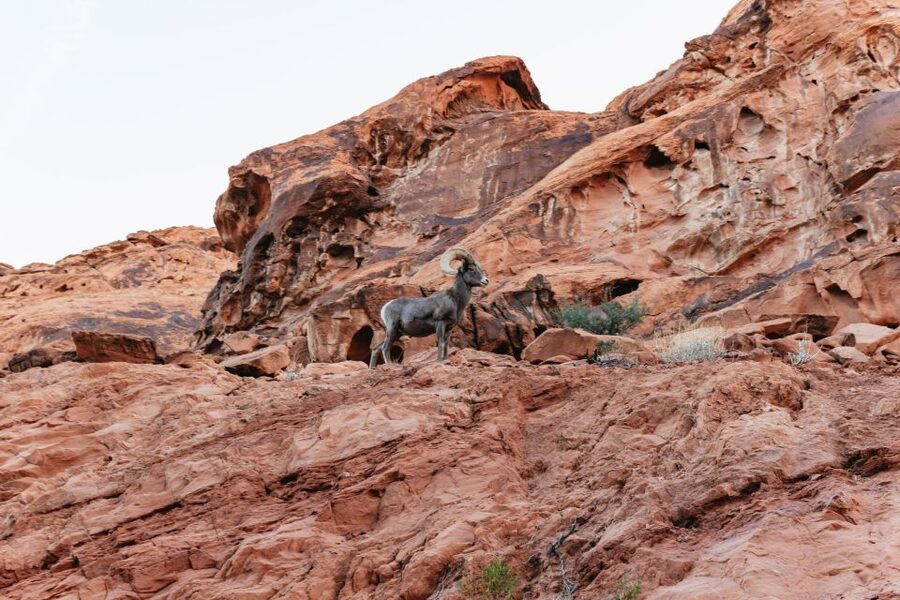 Las Vegas: Valley of Fire Guided Hike with Drinks and Snacks - When to go and what to bring
