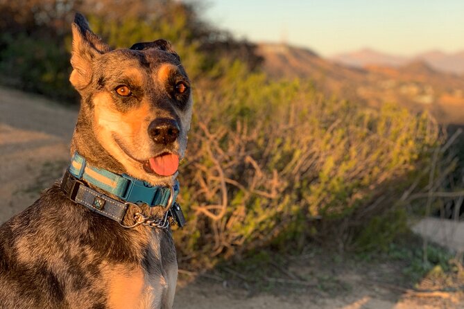 Los Angeles: Hollywood Sunset Walking & Hiking Tour - Scott, Blue, and the guide’s style