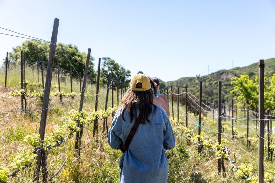 Malibu: Guided Vineyard Hike with Photo Stops and Wine - What this Malibu vineyard walk is really like