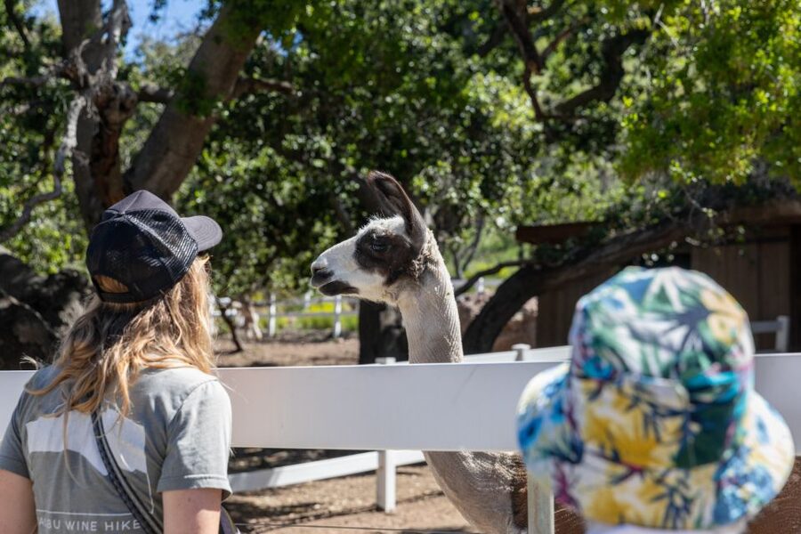 Malibu: Guided Vineyard Hike with Photo Stops and Wine - Two cans of wine, not a formal tasting