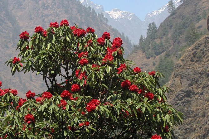 Manaslu Circuit Trek - Why the Manaslu Circuit is worth your time