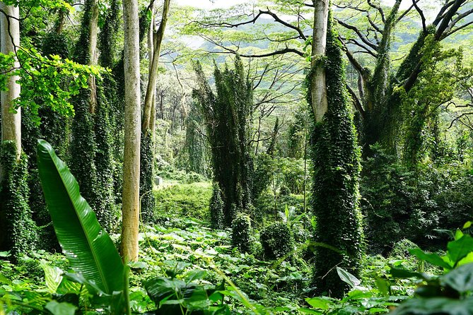 Manoa Waterfall Hike with Waikiki Pickup & Healthy Lunch - Practical details before you book