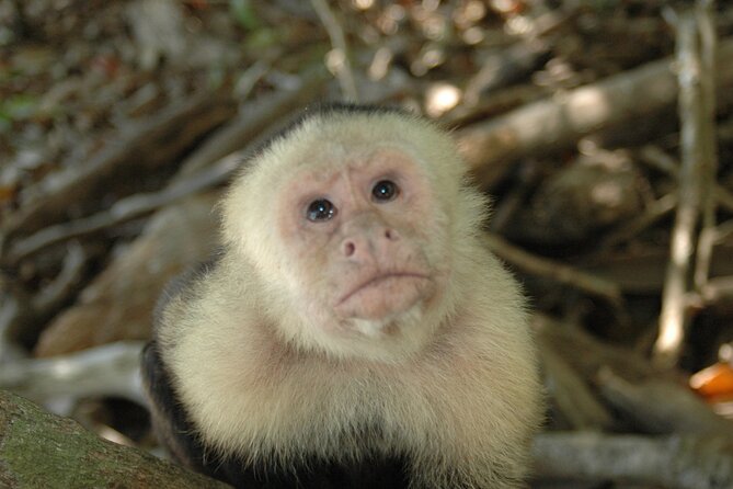 Manuel Antonio National Park Hiking Tour from Jacó - Why the guide makes such a difference in Manuel Antonio