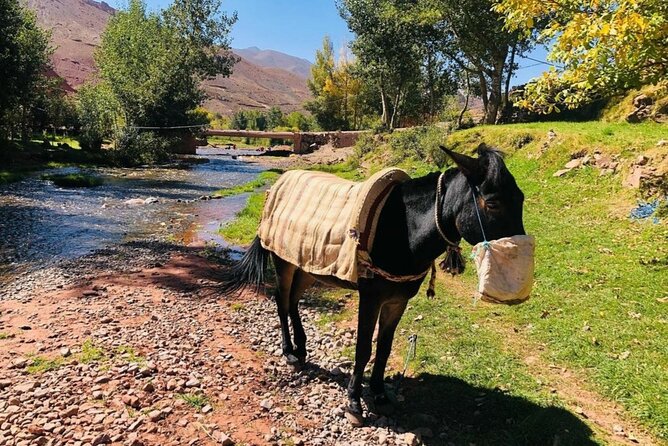 Marrakech: 2-Day Atlas Mountains Trek with Village Stay - Climbing Tizi Mzik Above Imlil