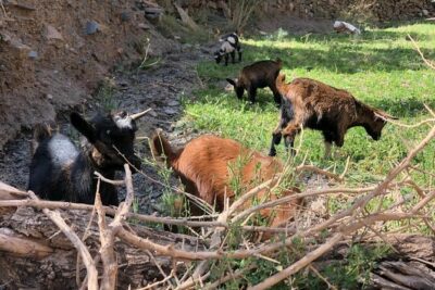 Marrakech: 2-Day Atlas Mountains Trek with Village Stay