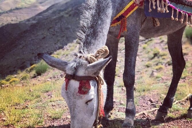 Marrakech: 2-Day Atlas Mountains Trek with Village Stay - What the $96 Price Really Buys