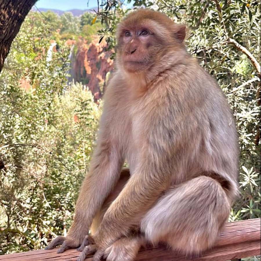 Marrakech: ourika valley lunch & guided hike to waterfalls - Final call: a strong-value mountain day