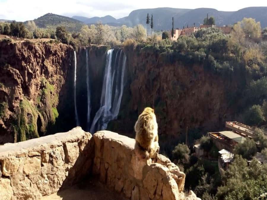 Marrakesh: Ouzoud Waterfalls Trip with Hike & Boat Option - What the guide adds to the day