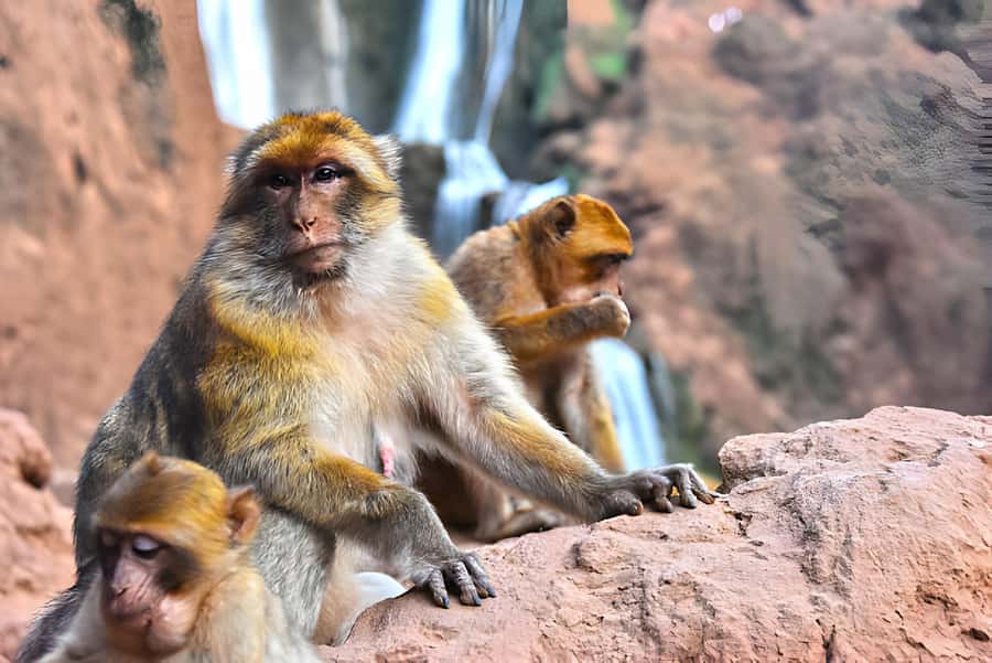 Marrakesh: Ouzoud Waterfalls Trip with Hike & Boat Option - The boat ride beneath the spray