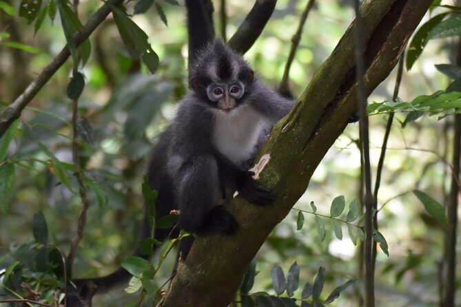Monkey Business 3 days - 2 nights Jungle trekking (including rafting) - Rafting and river time after the walking