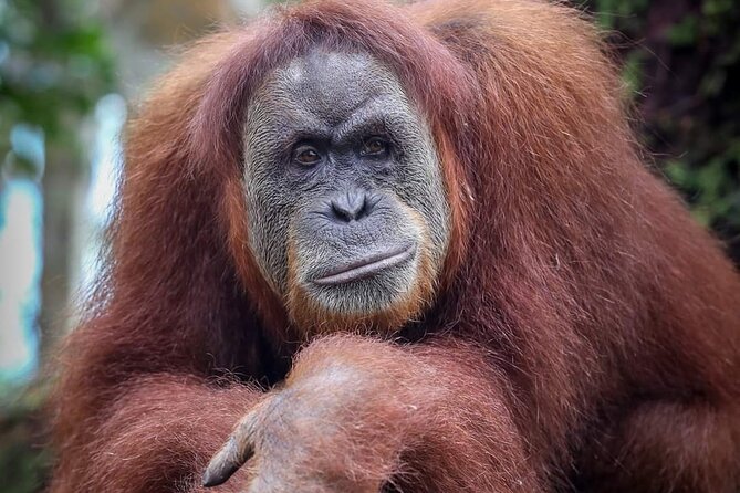 Monkey Business 3 days - 2 nights Jungle trekking (including rafting) - What the $205.37 price includes