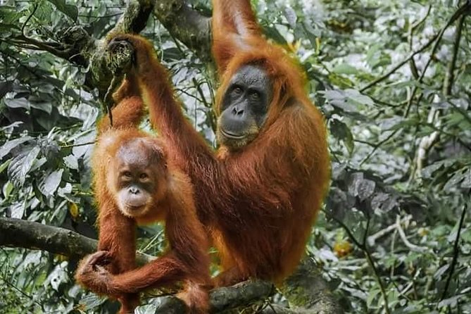 Monkey Business 3 days - 2 nights Jungle trekking (including rafting) - Jungle food, river sounds, and a basic camp