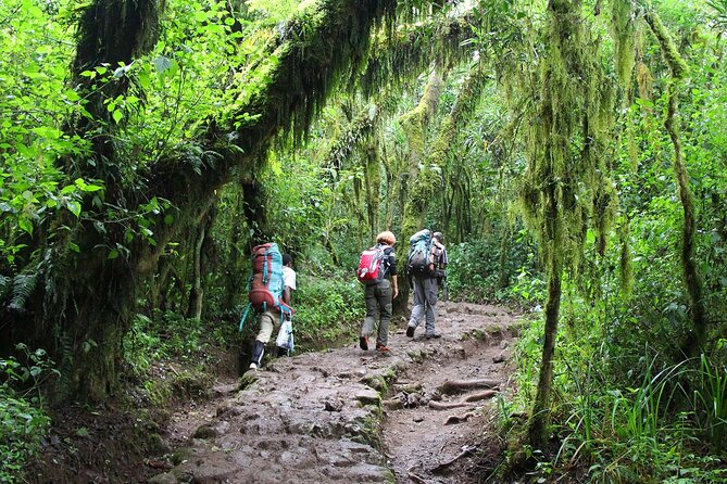 Mount Kilimanjaro Day Hike Through Marangu Route to Mandara Hut - Rainforest wildlife and misty trail views