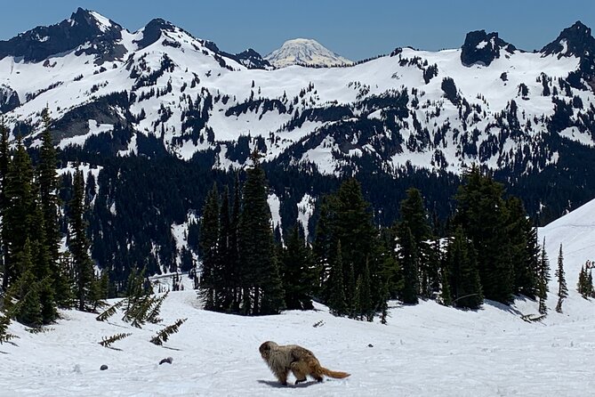 Mt. Rainier highlights - old forest, falls and glaciers - Why this Mount Rainier day trip works