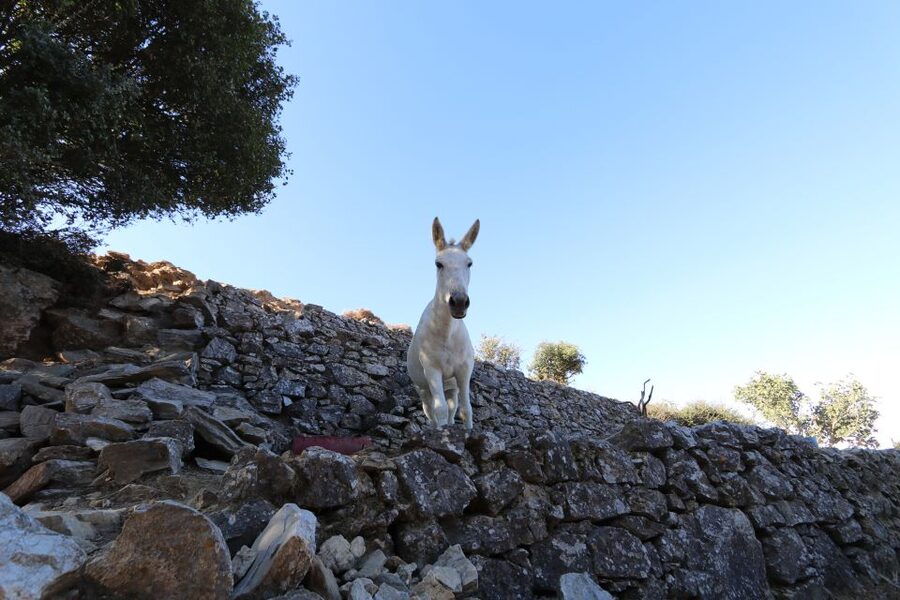 Naxos: Hike to the Top of Mount Zas with a Guide - The summit view across Naxos and the Aegean