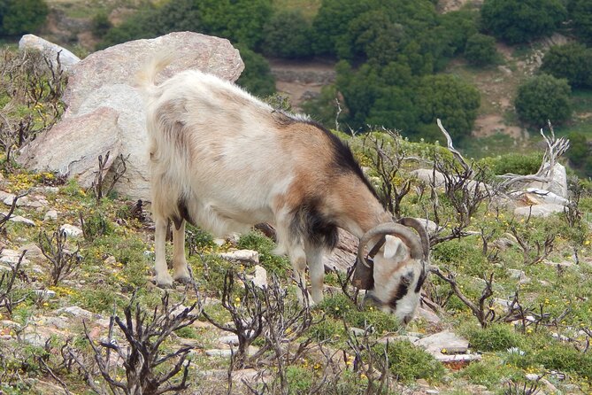Naxos: Hike to the Top of the Cyclades - Mount Zas - The ancient trail toward the summit
