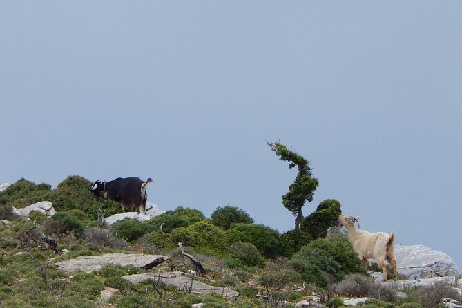 Naxos: Hike to the Top of the Cyclades - Mount Zas - A Greek picnic after the hike