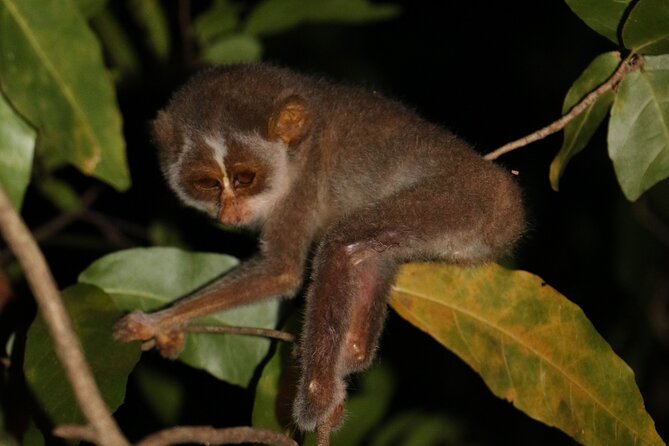 Night Hike to see Elusive & Rare Loris in Sigiriya - Why this Pidurangala night walk is different