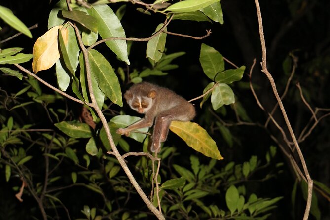 Night Hike to see Elusive & Rare Loris in Sigiriya - Headlamps, quiet trails, and a slow search