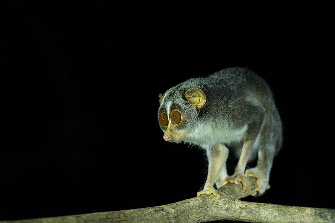 Night Hike to see Elusive & Rare Loris in Sigiriya - The moment you find a loris