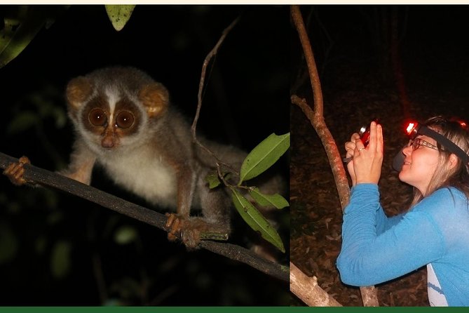 Night Hike to see Elusive & Rare Loris in Sigiriya - Rain, moonlight, and other things that affect sightings