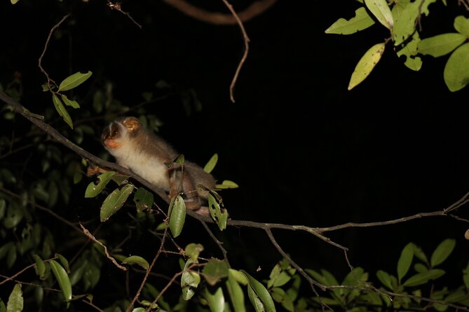 Night Hike to see Elusive & Rare Loris in Sigiriya - How long the walk really feels