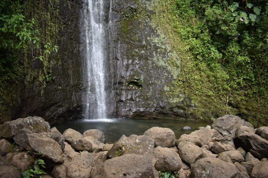 Oahu: Manoa Falls Waterfall Hike with Lunch and Transfers - What you are paying $119 for