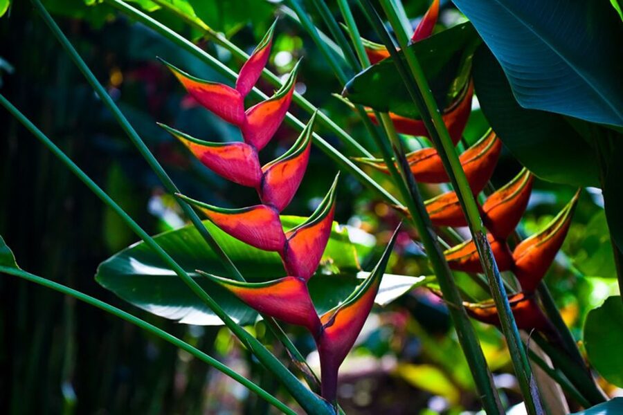 Oahu: Manoa Falls Waterfall Hike with Lunch and Transfers - Who will enjoy this tour most?