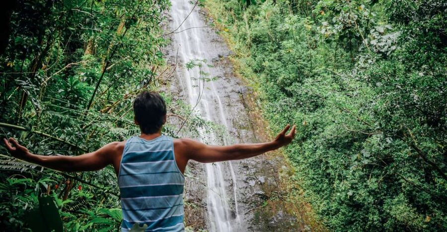 Oahu: Manoa Falls Waterfall Hike with Lunch and Transfers - Walking beneath bamboo and movie scenery