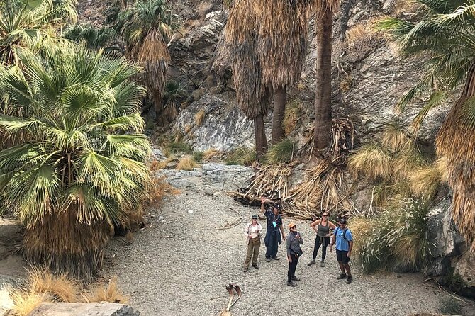 Palm Springs Hike to an Oasis and Amazing Desert Views - A chance to see Peninsular bighorn sheep