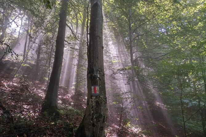 Piatra Craiului National Park Private Hiking Tour from Brasov - Adding Bran Castle on the way back