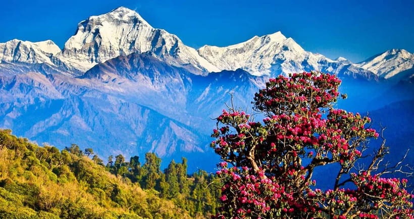 Pokhara: 4-Day Ghorepani, Poonhill & Ghandruk Mountain Trek - Day 2: Forest paths and village scenery on the way to Ghorepani