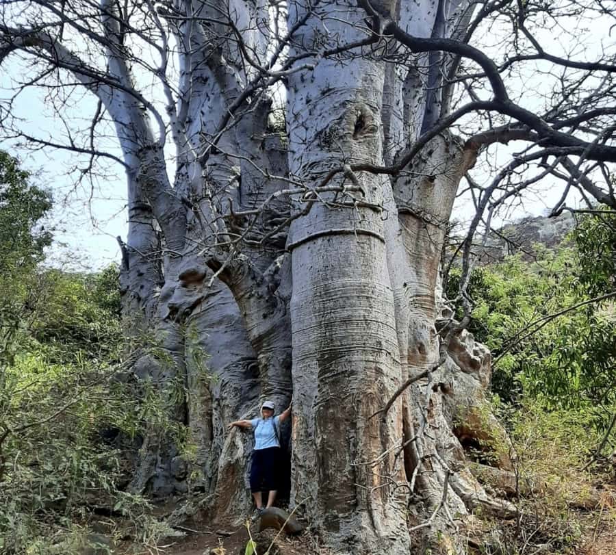 Praia: Baobab Mysterious Tree, Green Valley & Old City Hike - From Praia to Santiago’s green valley