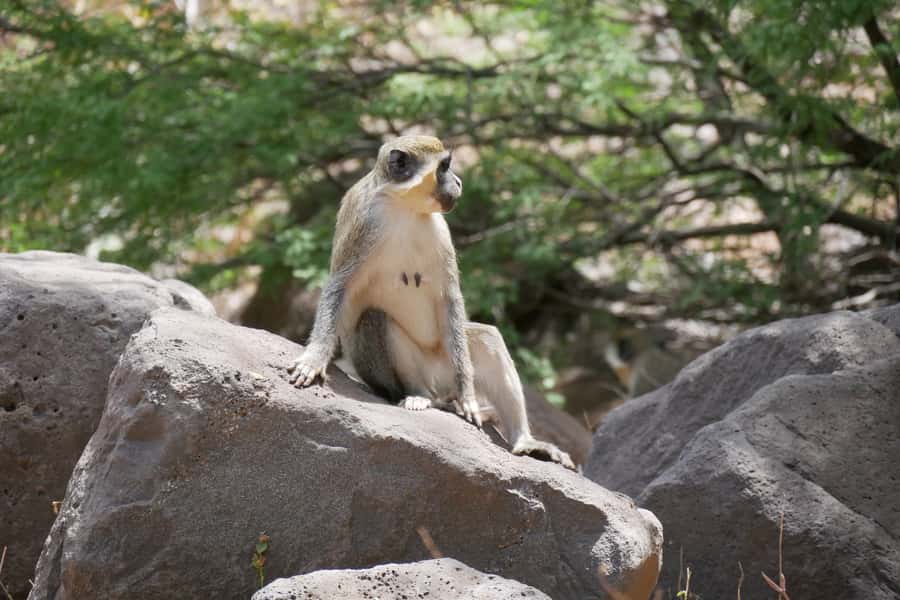 Praia: Baobab Mysterious Tree, Green Valley & Old City Hike - The mysterious baobab tree