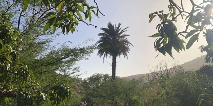 Praia: Baobab Mysterious Tree, Green Valley & Old City Hike - Watching for the island’s symbolic bird